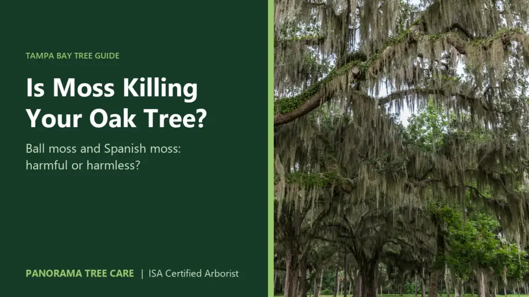 Large oak tree draped in Spanish moss, with the title "Is Moss Killing Your Oak Tree?"