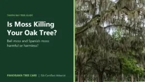 Large oak tree draped in Spanish moss, with the title "Is Moss Killing Your Oak Tree?"