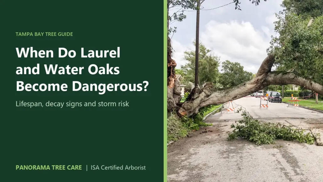 Large oak limb fallen across a residential street, with the title "When Do Laurel and Water Oaks Become Dangerous?"
