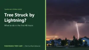 Lightning bolt striking near suburban homes at dusk, with the title "Tree Struck by Lightning?"