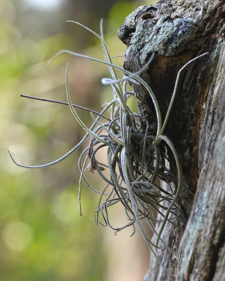 Ball moss clump growing on the bark of a tree trunk in Florida