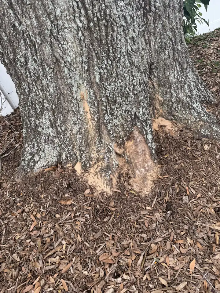 Base of a large oak trunk with damaged, stripped bark and exposed wood