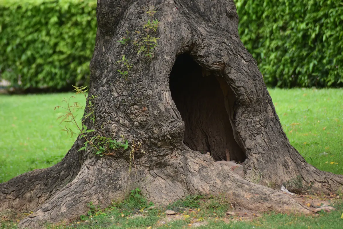 Large hollow cavity at the base of a mature tree trunk