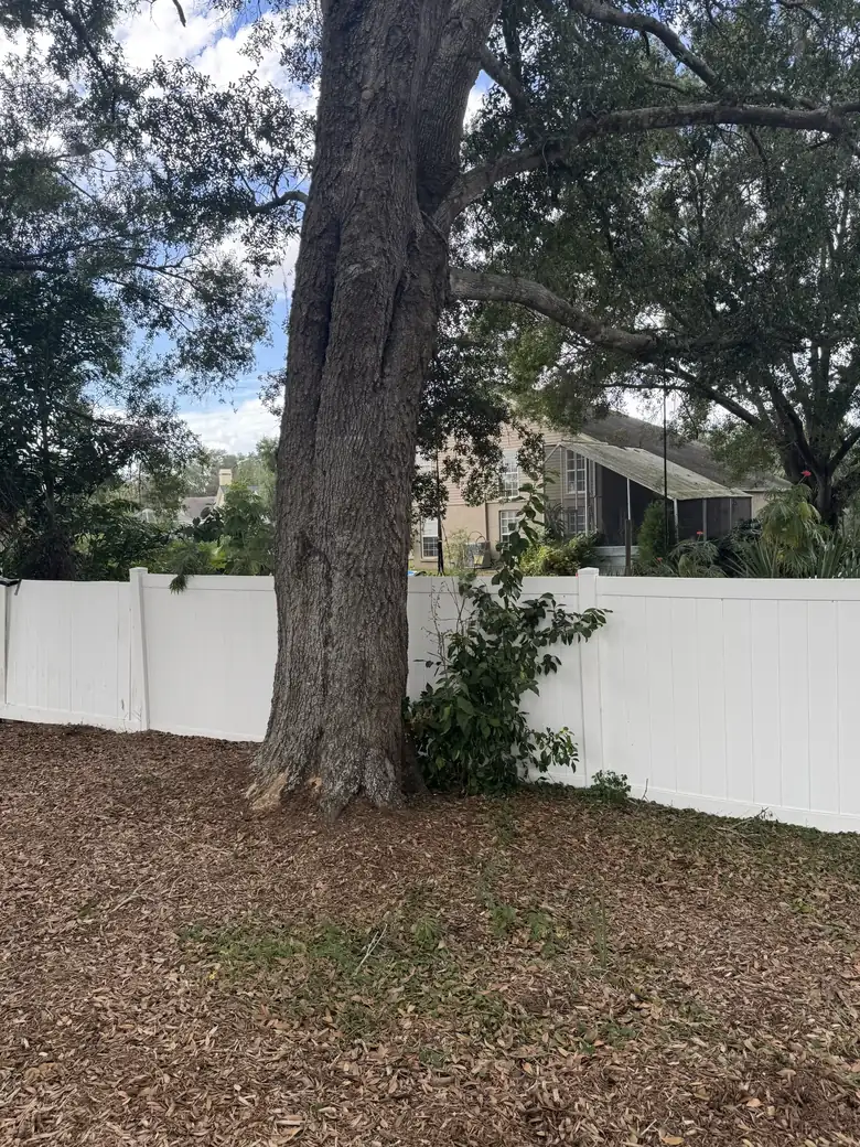 Large oak tree growing directly against a backyard fence on the property line