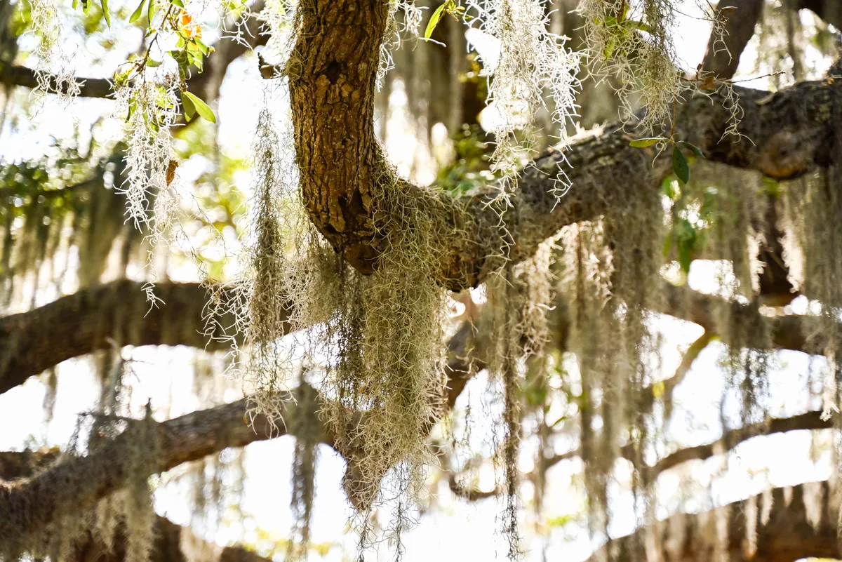 Spanish moss hanging in long gray strands from oak tree branches