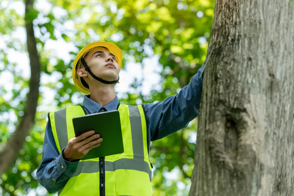 Arborist with a tablet inspecting the trunk of a large tree