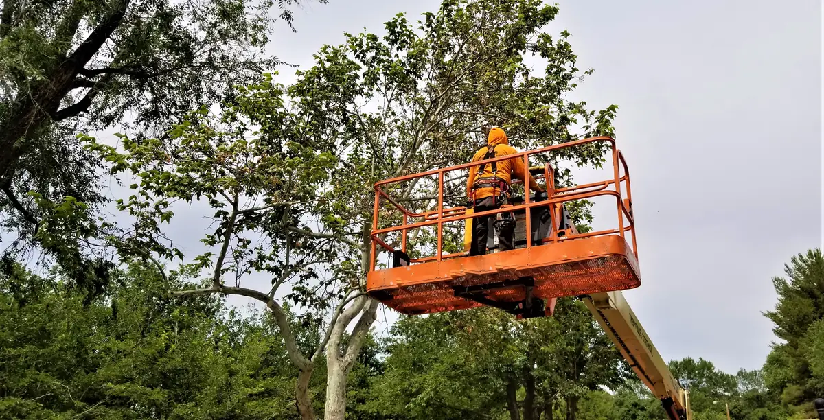 Tree worker pruning branches from an aerial lift