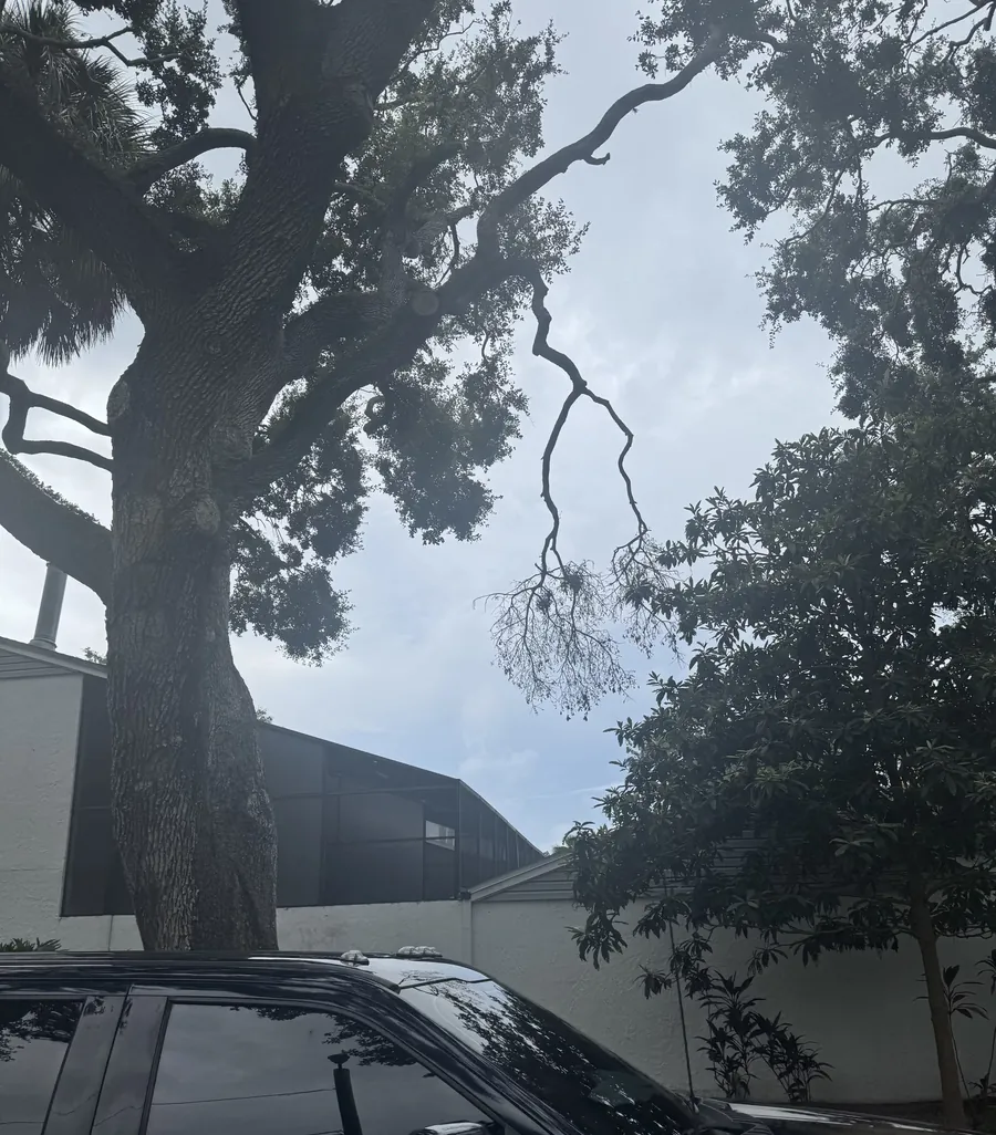 Dead, leafless limb hanging from an oak over a parked truck in a driveway