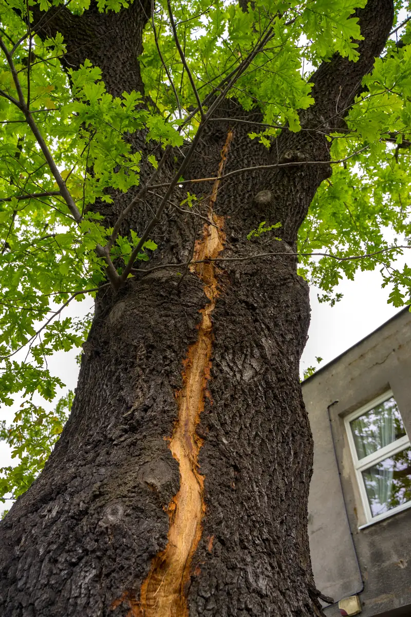 Long strip of bark blown off a tree trunk, a common sign of a lightning strike