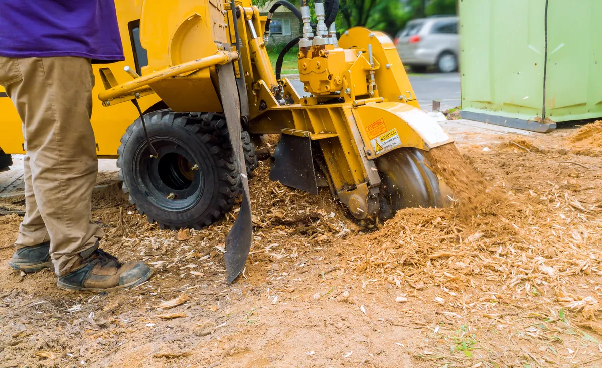 Stump grinder cutting a tree stump down into wood chips