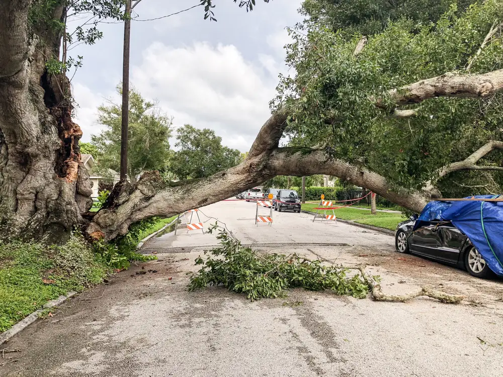 Large oak limb broken and fallen across a residential street after a storm