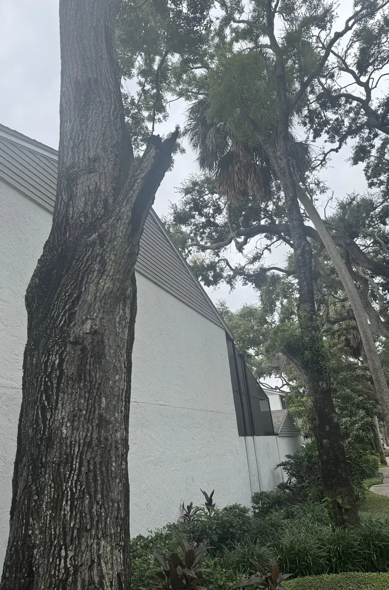 Split tree trunk leaning beside a building wall, a hazard worth photographing and documenting