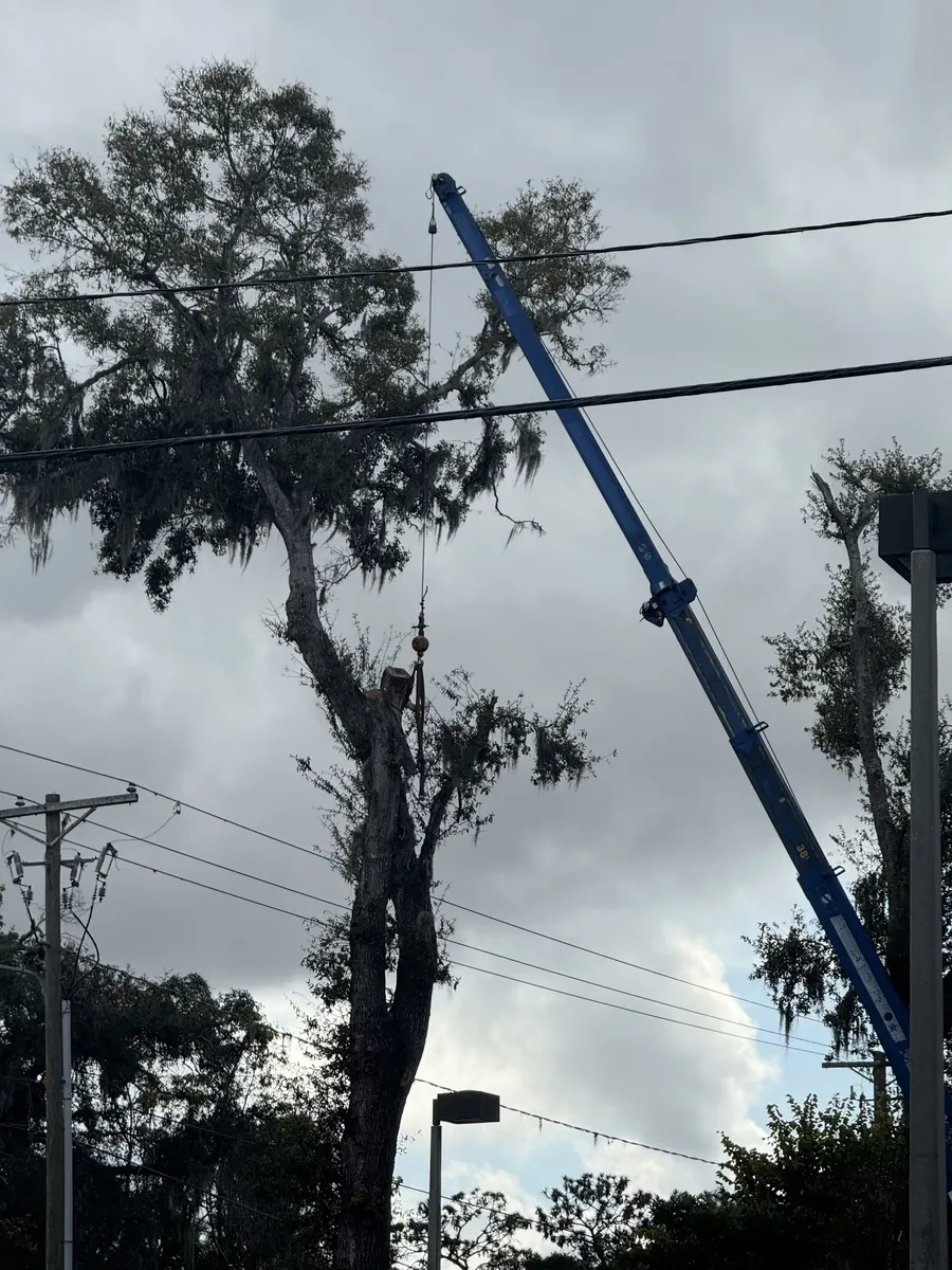 Crane lifting sections of a large tree near overhead power lines