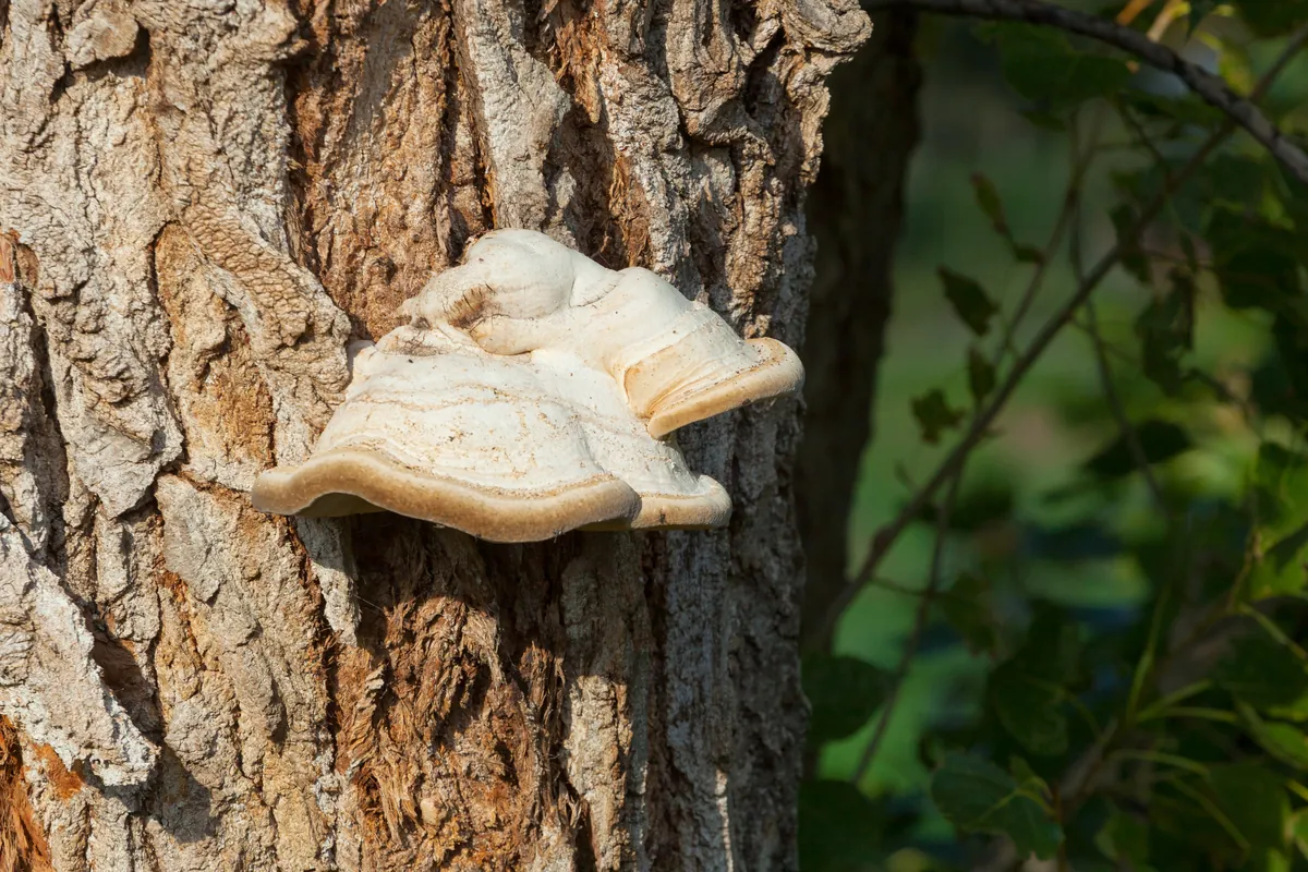 Bracket fungus growing from the side of a tree trunk, a sign of internal decay