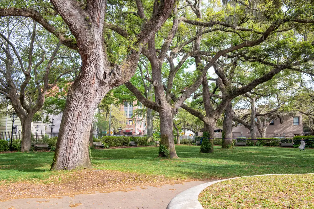 Large oak trees in a public park, the kind of city-owned trees managed by urban forestry