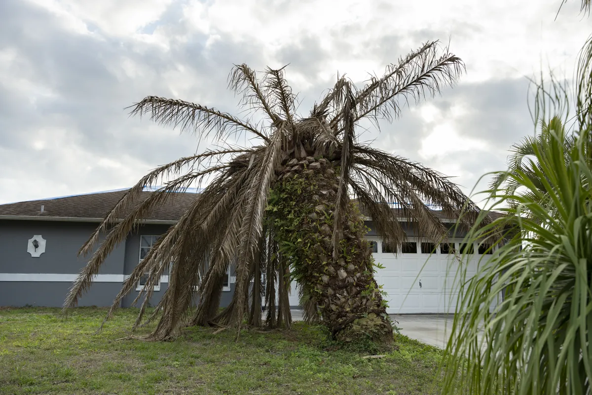 Dead palm tree with drooping brown fronds in a Florida front yard