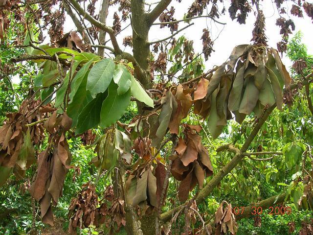 Early stage: Leaves begin wilting and changing color