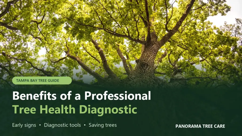 Looking up a healthy oak tree canopy, titled Benefits of a Professional Tree Health Diagnostic