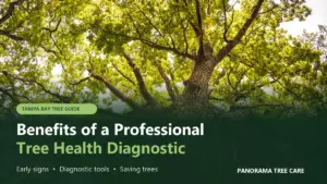 Looking up a healthy oak tree canopy, titled Benefits of a Professional Tree Health Diagnostic