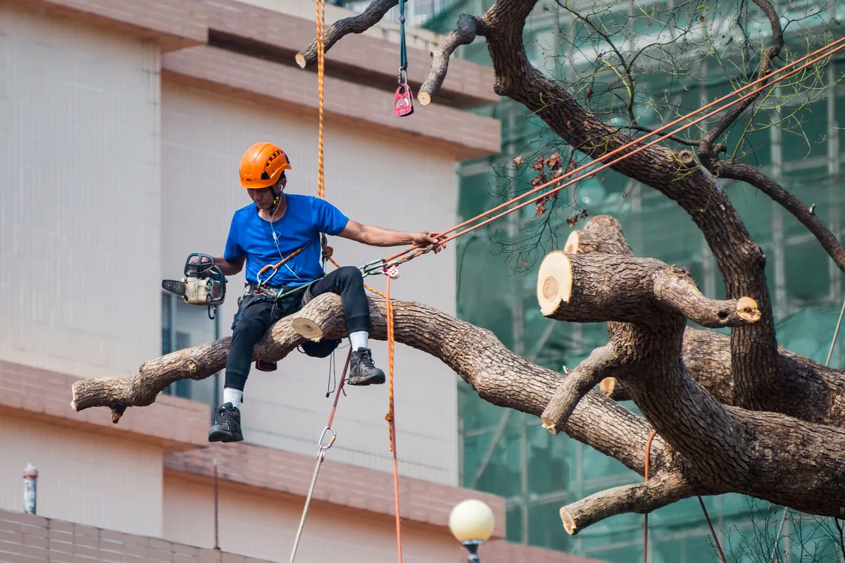 Arborist in a helmet and safety harness cutting branches from a large tree