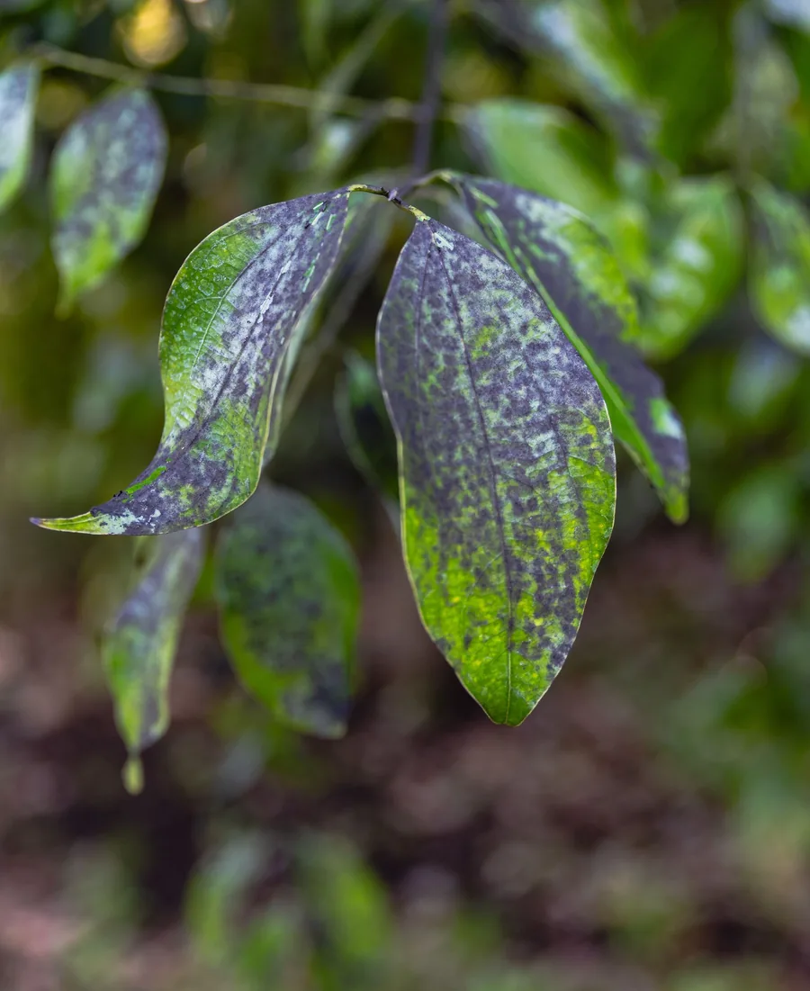 Tree leaves covered in dark spots and discoloration, an early sign of disease