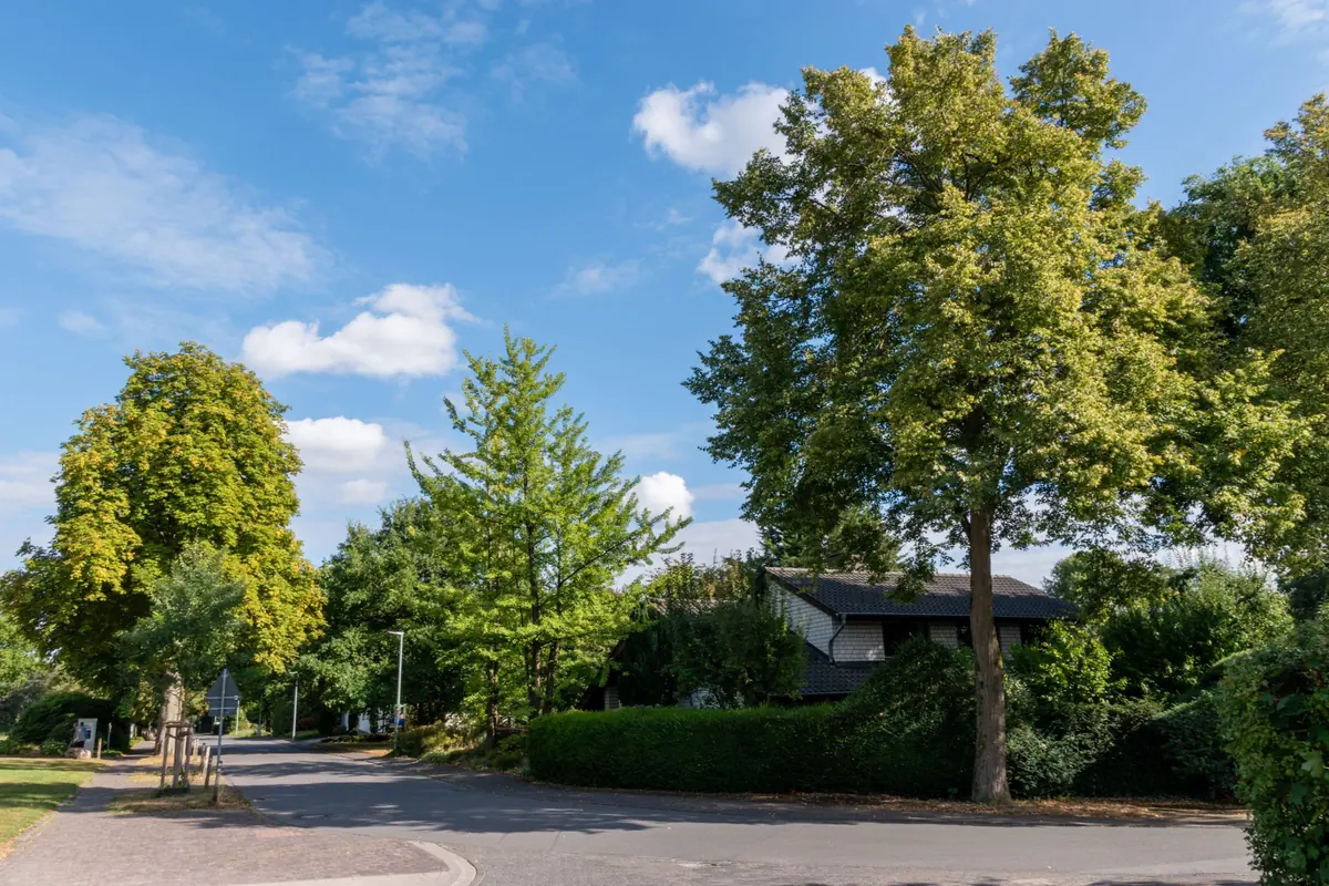 Residential street lined with mature trees in a community common area