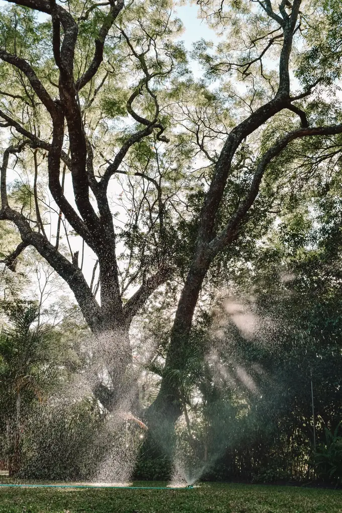 Sprinkler watering the lawn beneath a large mature tree