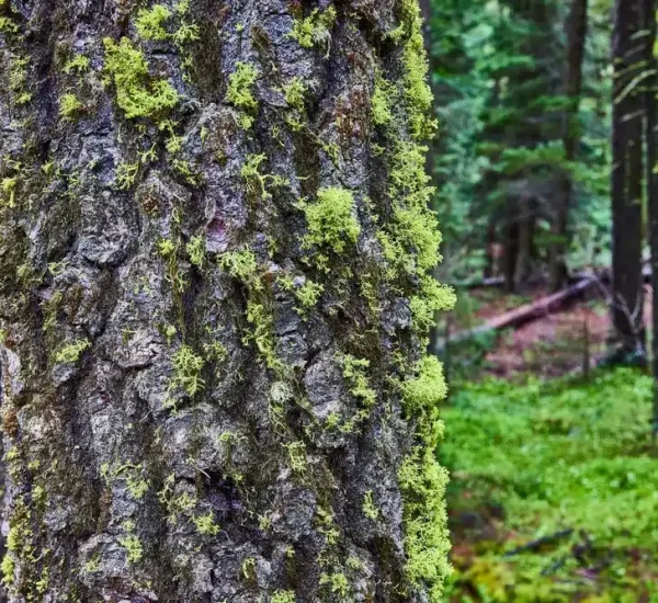 Demossing Service in Tampa