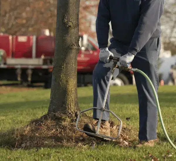 Root Tree Fertilization